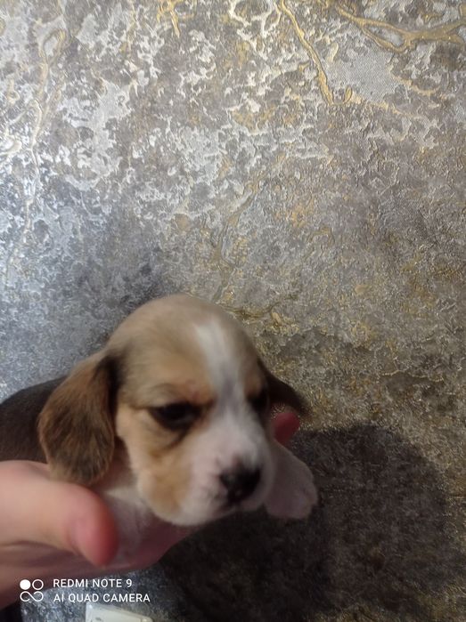 Цуценята бігля хлопчики і дівчатка