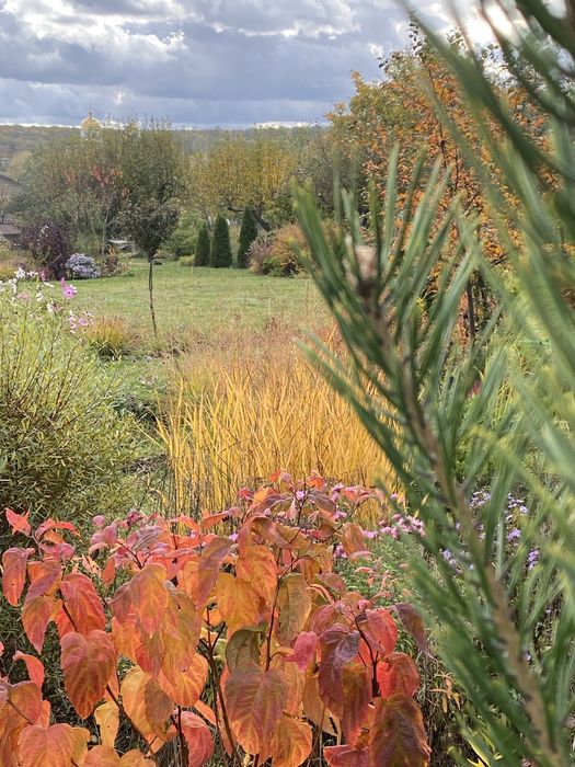 Просо прутьевидное