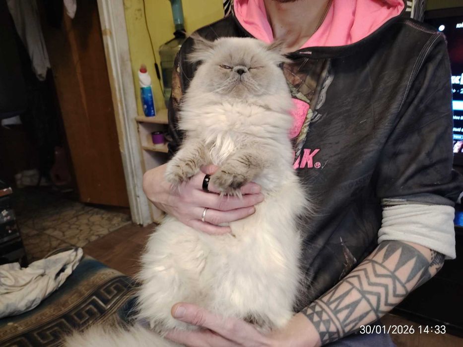 Персидський Пойнт блю