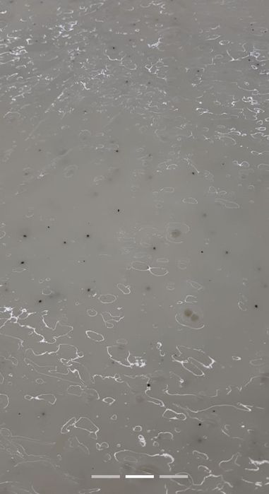 Pure Caviar Protein - Semi Definitiva Organica-1000ML Vanité