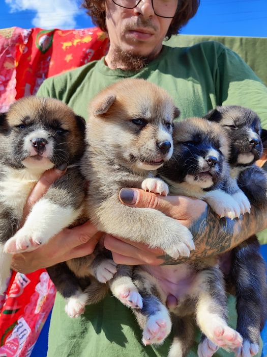Продам акітка! Привезу
