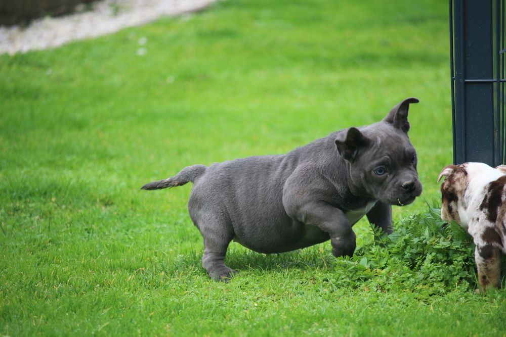 Exotic bully micro