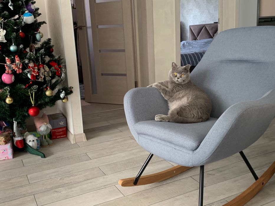 Віддам в добрі руки кицю