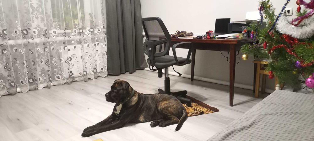 Цуценята Кане корсо