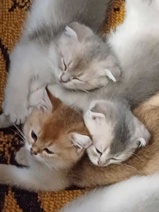 Вязка Британский Кот Голубое Золото Британец