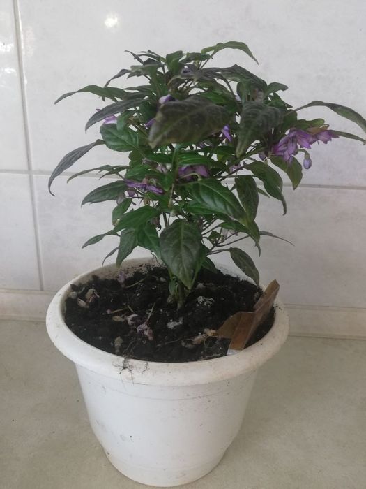 Перц  острый фиолетовый принц