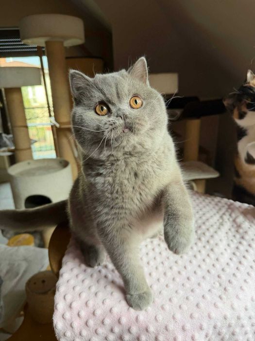 Piękny liliowy kocurek z legalnej hodowli Perła Południa