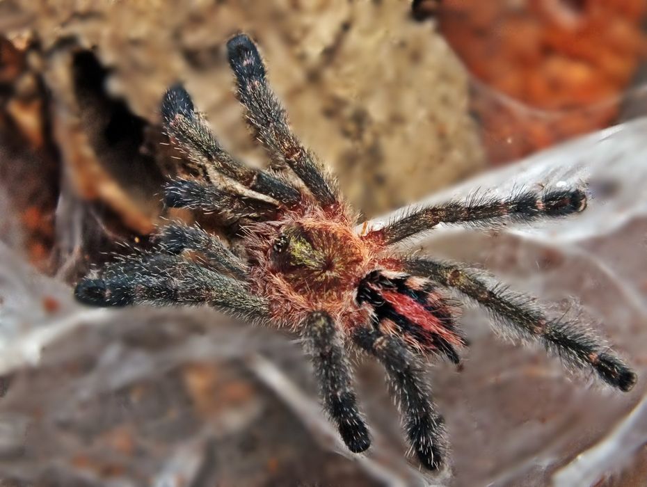 Ybyrapora diversipes L1