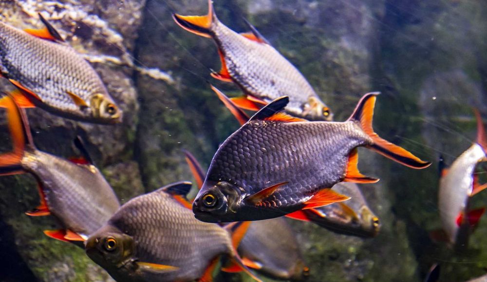 Brzanka Schwanenfelda - wielka - Barbonymus schwanefeldii - DOWOZIMY