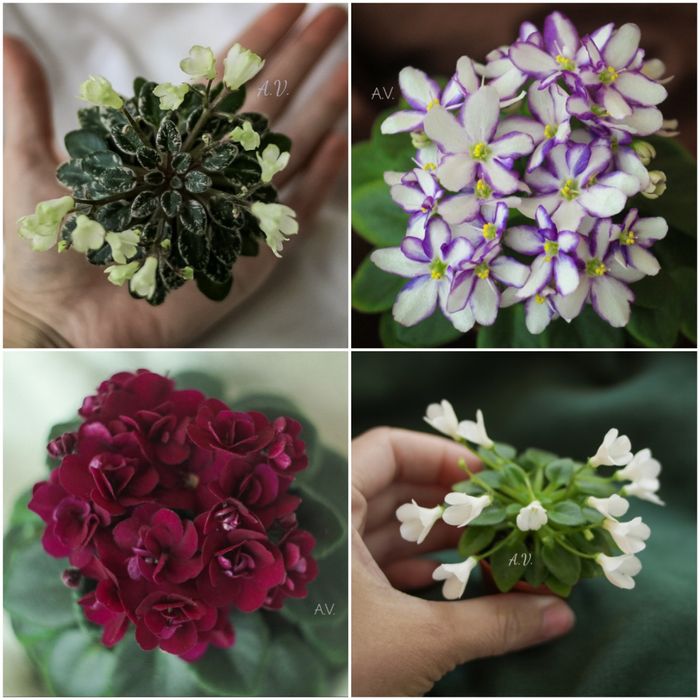 Сенполії, фіалки, сортові сенполії, листочки