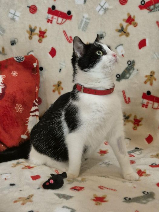 Roczna czarna Coco i półroczna króweczka