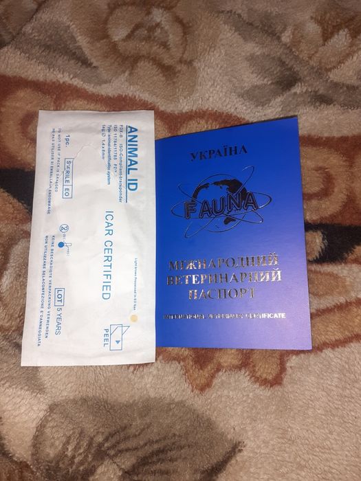 Молодой француский бульдог ищет даму