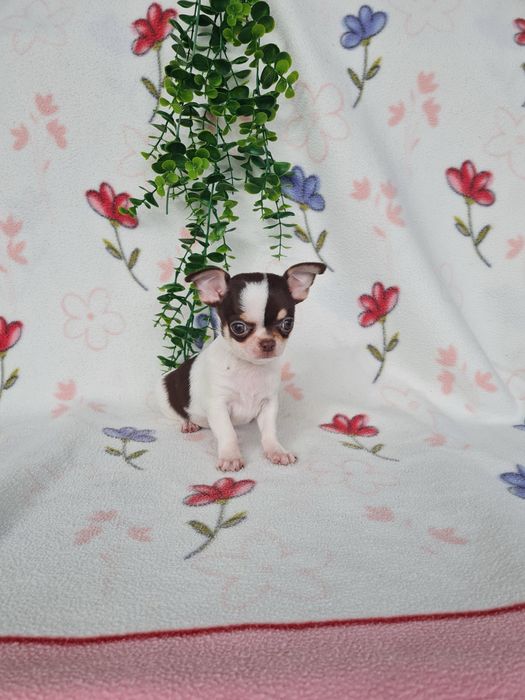 Excecional menina mini mini Chihuahua/Chiuaua de Qualidade