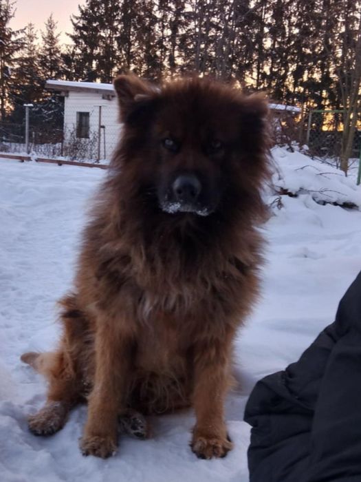 Szczeniak owczarek niemiecki