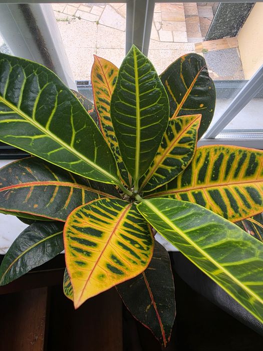 Codiaeum variegatum/ Cróton Petra