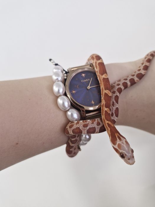 Wąż zbożowy micro scalless hypo samiec z 2025 roku