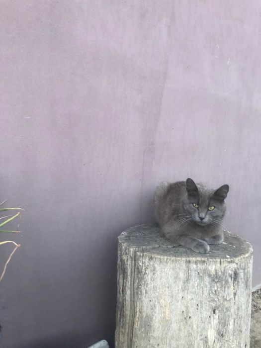 Віддам кошенят в добрі руки