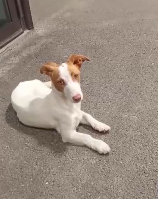 Caes para adocao conjunta