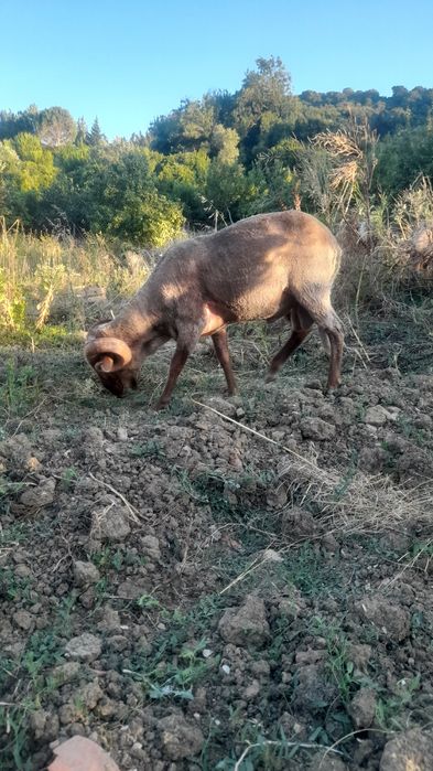 Carneiro  Saloio 18 meses