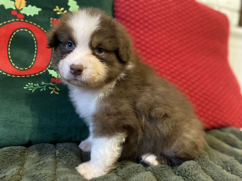 Owczarek australijski - piesek red tri