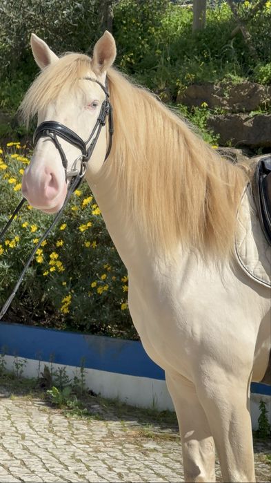 Cavalo Isabel olhos azuis  Lusitano Puro