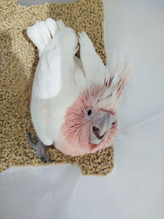 Cacatua inca ...