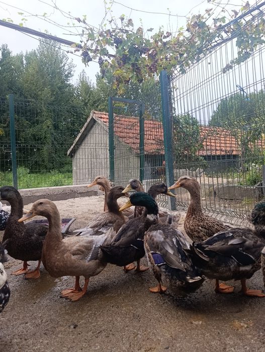 Pato Rouen , vários casais