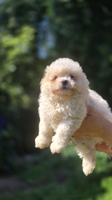 Maltipoo cudowna suczka