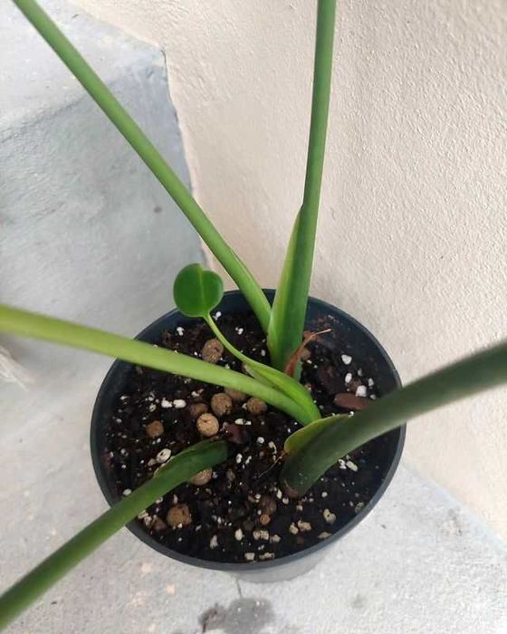 [Planta] Monstera deliciosa