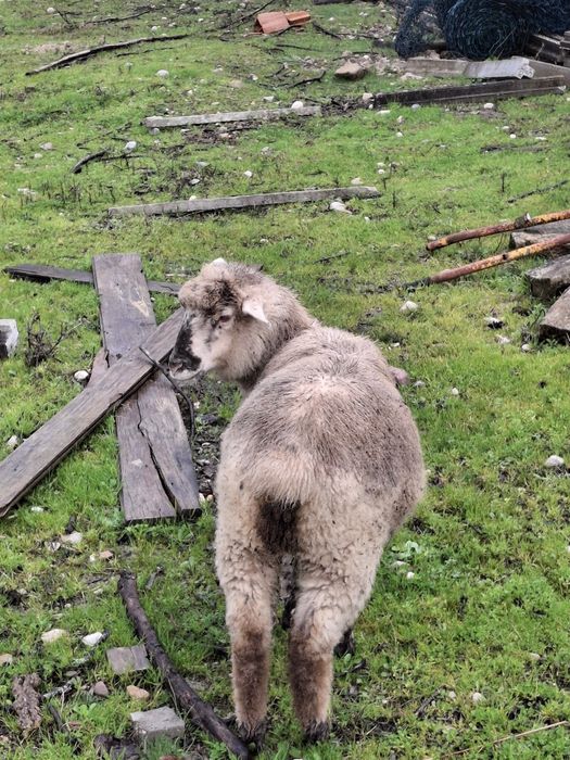 Borrega cruzada de sulfolk