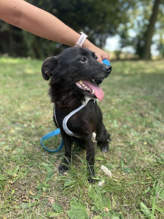 Kruszynka szuka domu 6 kg