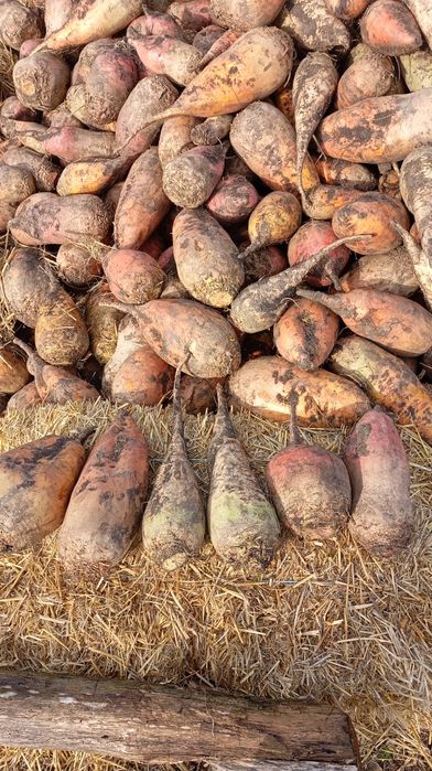 Кормовий Бурячок