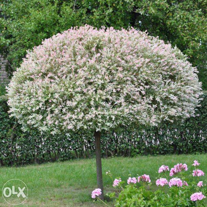 Wierzba Hakuro nishiki na PNIU 150cm -