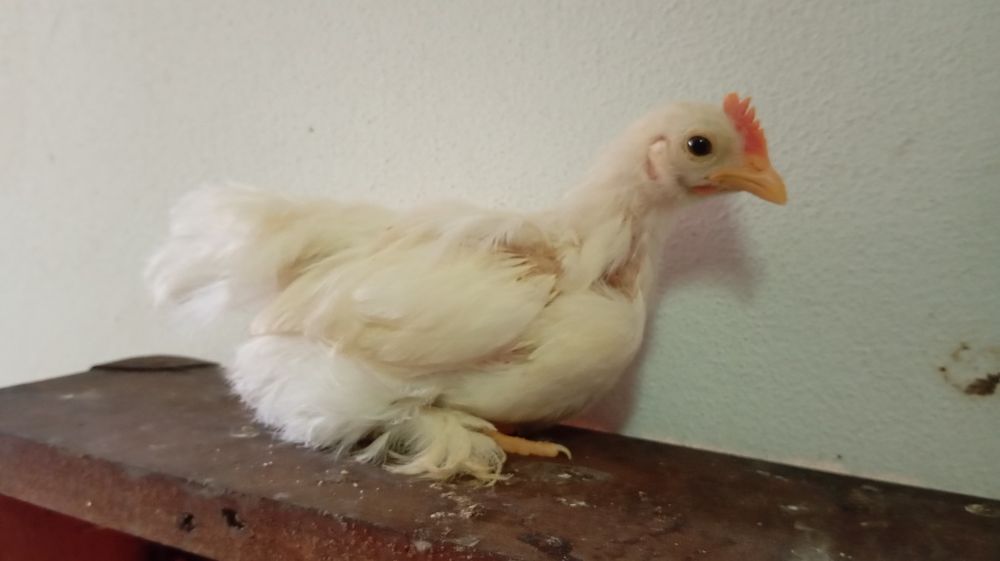 Pekins várias mutações