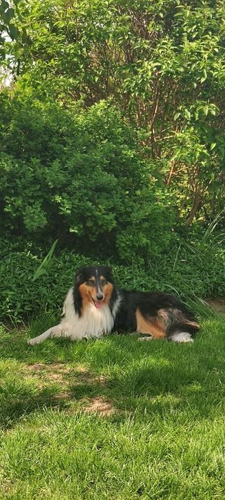 Zapowiedź miotu owczarek szkocki collie Lessie