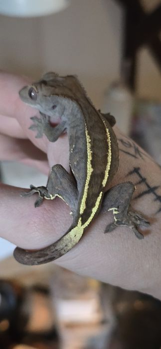 Zamienię gekony rozne