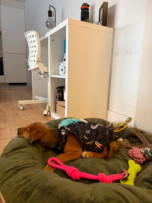 Cadela bebé para adoção responsável