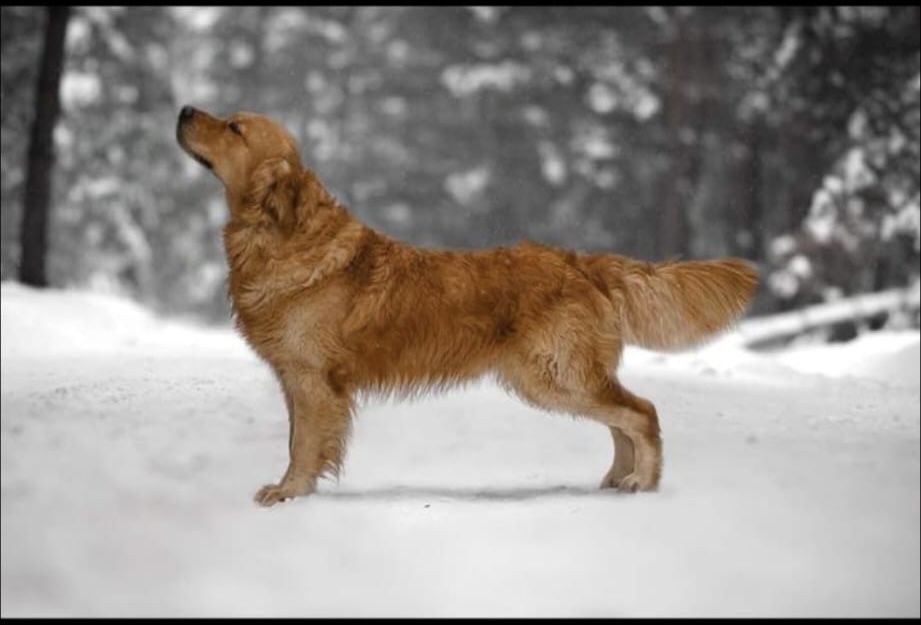 Piesek Golden Retriever