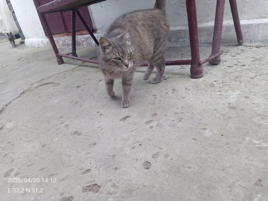 Віддам кішку безкоштовно