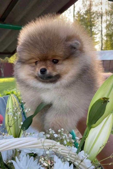 Spitz Alemão Anão e/ou Lulu da Pomerânia com LOP e AFIXO