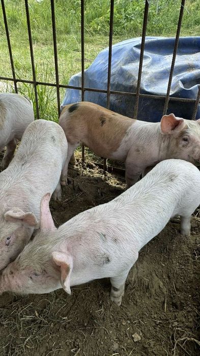 Продам поросят мясной породы