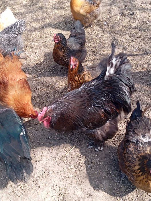 Sprzedam kury kochin olbrzymi