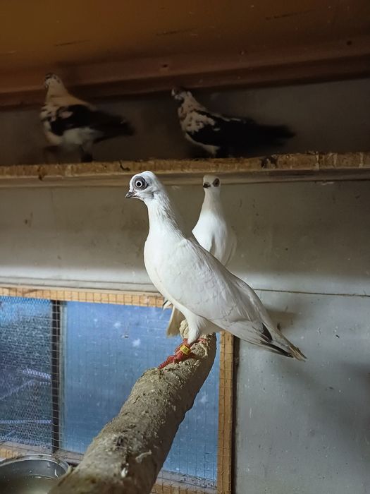 Sprzedam samiczkę winera