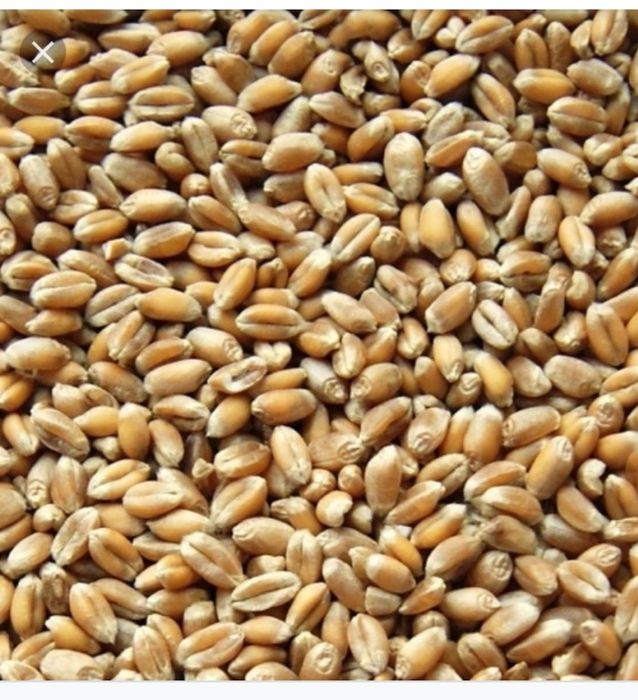 Owies  grube ziarno, darmowy transport pod dom!