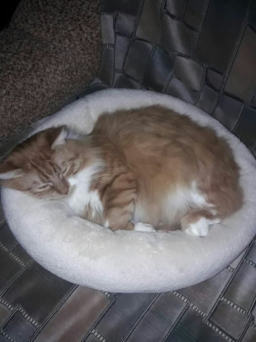 Перетримка тварин