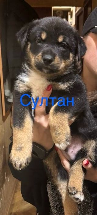 Щенки в добрую, любящею семью