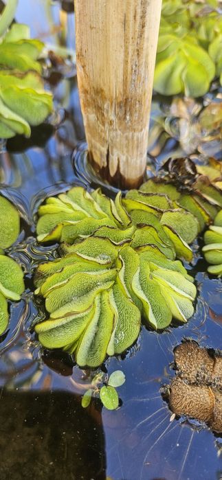 Salvinia Natans - planta flutuante