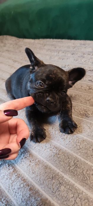 Щенки французького бульдога