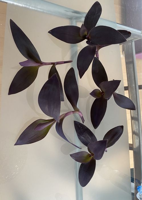 Trzykrotka purpurowa fioletowa