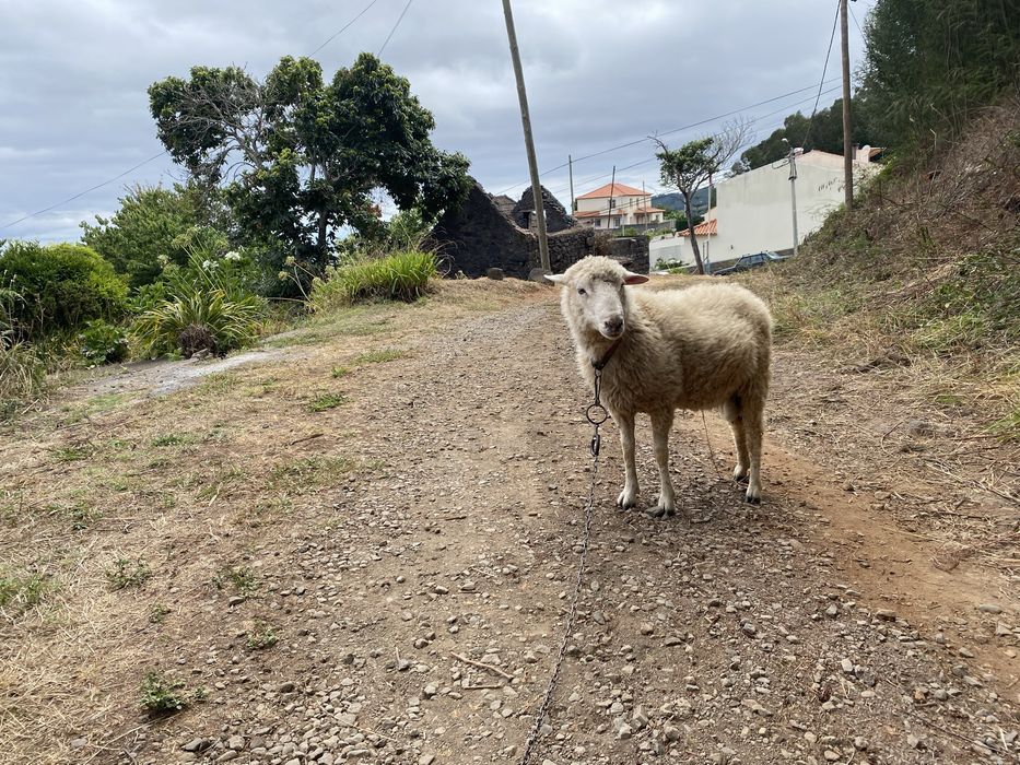 Carneiro com 1 ano e meio disponível